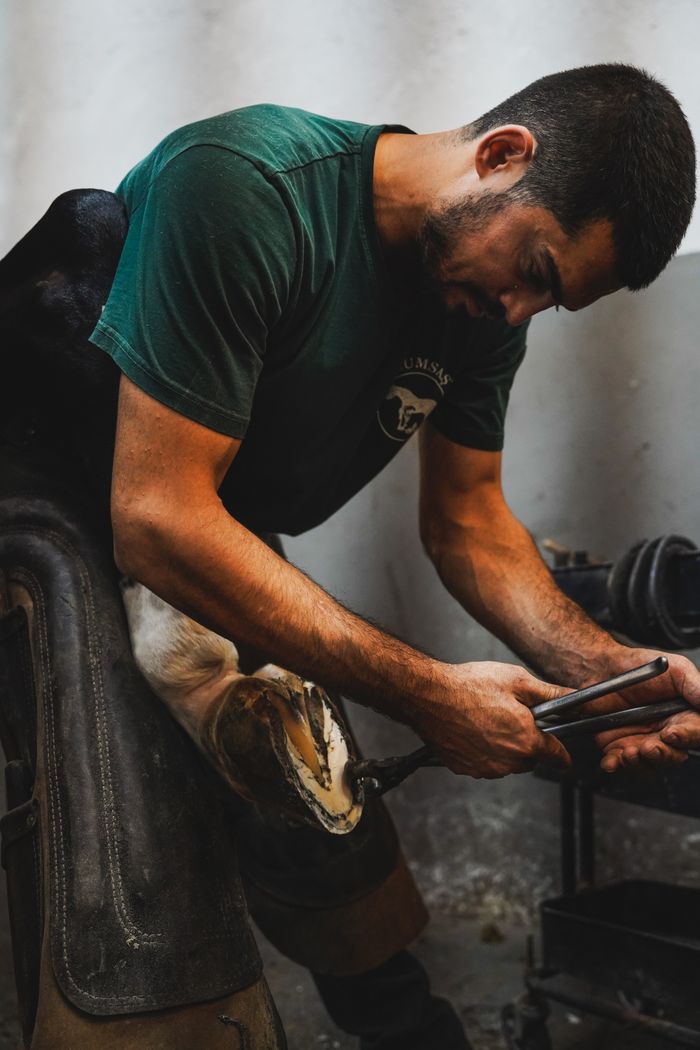 team-04 A skilled farrier carefully shoeing a horse indoors, showcasing traditional craftsmanship.