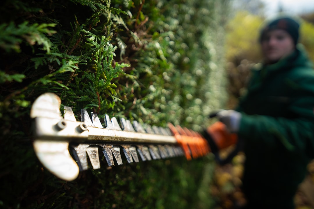 gallery-01 Landscaper trimming a Thuja hedge. Ultra-wide angle shot.