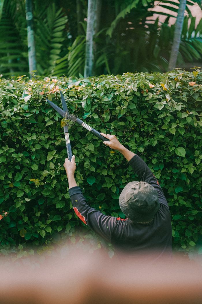 gallery-04 Adult gardener trims green hedge outdoors in Jakarta. Focus on foliage.